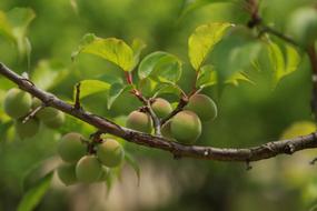 Beautiful and ripe green and red plums on a branch with leaves