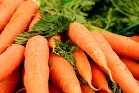 Carrots orange Government