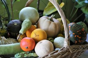 harvest of pumpkins of different varieties in a basket