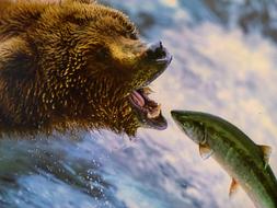 Grizzly Bear and fish green