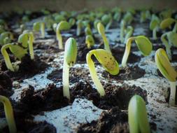 Beautiful, green and yellow soybean plants in the soil