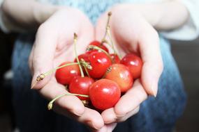 fresh Cherries on female hands