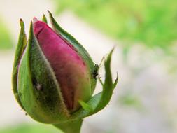 Close-up of the beautiful, blossoming, pink and green flower bud with fly, at blurred background