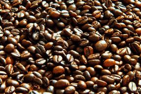 Coffee Beans Light