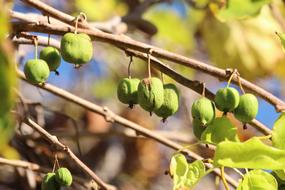 Kiwi on Actinidia Kolomikta on a blurred background