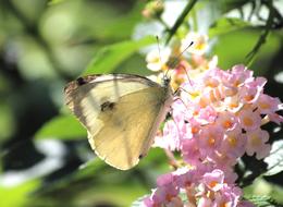 White Butterfly feeding on pink flowers