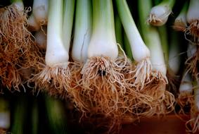 roots of onion close-up