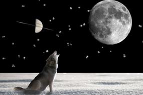 black and white photo of a wolf howling at the moon