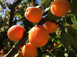 Fruit and Leaf