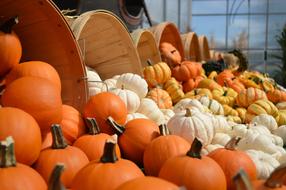 selling colorful pumpkins on the market counter