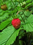 Strawberry Plant Leaves green