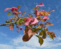 Flower Pink bue sky