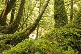 Mossy trees in spruce Forest