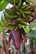 Beautiful banana plant with green bananas and red flowers