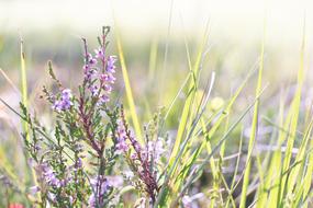 violet Heather Flowers