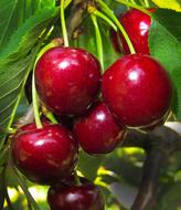 macro photo of ripe cherries on a branch