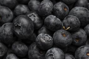 lot of ripe blueberries close-up