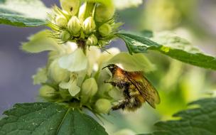bee on white flower plant with blurred background