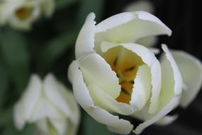 white Flower Pollen Blossom