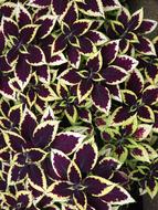 Beautiful, green and purple coleus plant with leaves, in light