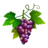 Beautiful, purple and violet grapes on the green stem, with the green and yellow leaves, at white background, clipart