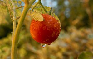 ripe Tomato with water Drops on plant