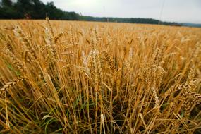 Wheat Harvest nature