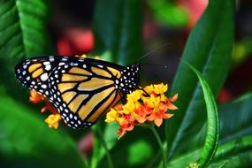 Monarch Danaus Plexipplus butterfly