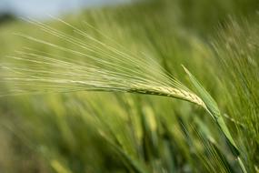 Barley Cereals Agriculture green