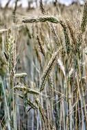 Cereals Wheat Barley dry