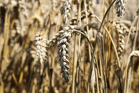 Cereals Grain Spike dry