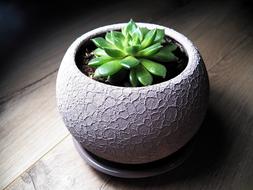 Background Wood green succulent