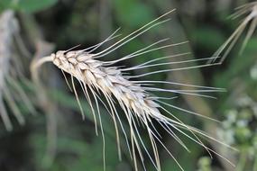 Wheat Harvest Plant