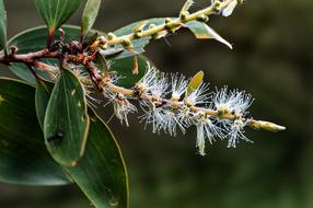 Ants on a branch on a blurred background