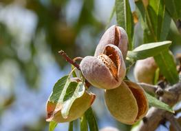 ripe almond fruits on branch