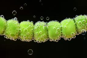 Green Peas with bulbs underwater, macro