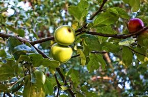 Apple Tree Fruit yellow