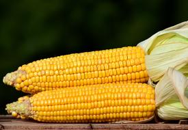 photo of two ears of corn