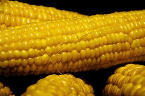 Corn Vegetable Nutrition yellow