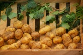 Harvest Agriculture potato