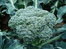 green broccoli in a vegetable garden