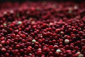 pile of ripe Cranberries Close Up, background