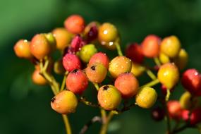 Berry Rowan Orange red