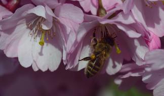 closeup view of bee on Ornamental pink Cherry Blossoms