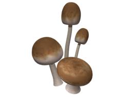 mushrooms brown autumn 3d