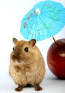 photo of a hamster under a paper cocktail umbrella