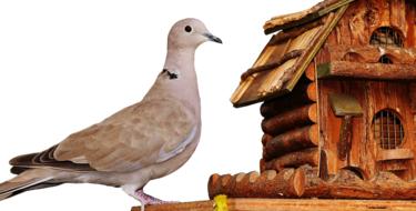 Dove Bird wood house decor