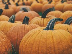 Close-up of the beautiful, yellow and orange pumpkins, on the harvest, in the autumn