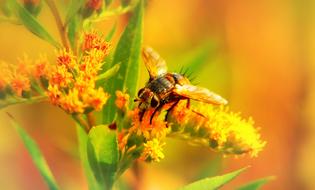 fly feeding on yellow flower