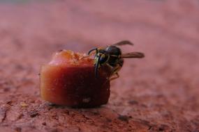 wasp sitting on a piece of sausage